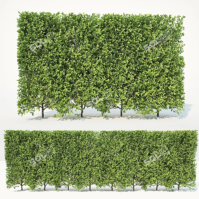 Buxus Sempervirens Hedge: Tall & Versatile 3D model image 2