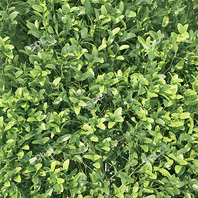 Buxus Sempervirens Hedge: Tall & Versatile 3D model image 3