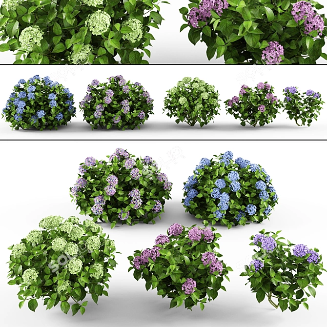 Vibrant Garden Hydrangea 3D model image 1