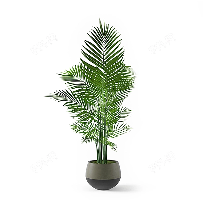 Elegant Kentia Palm: Lifelike Beauty 3D model image 1