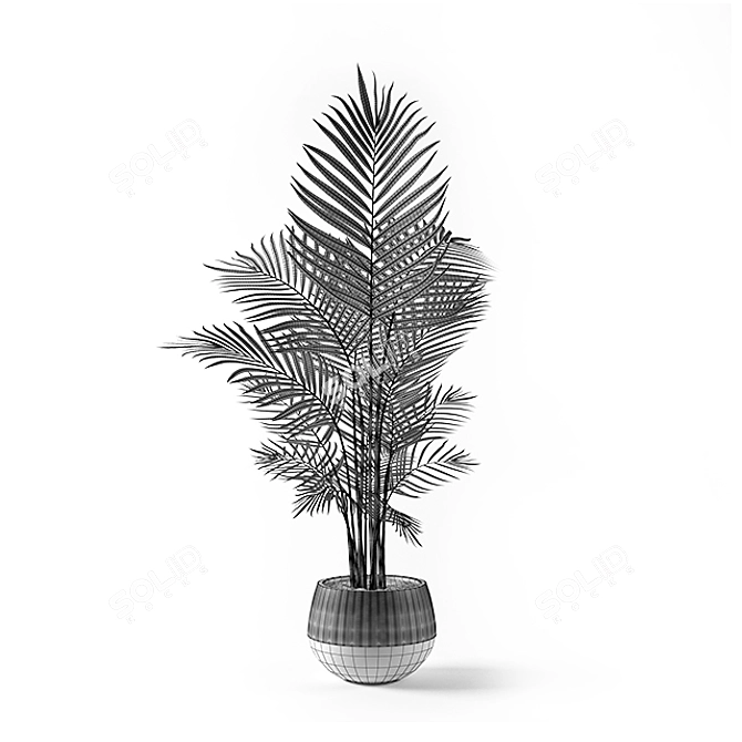 Elegant Kentia Palm: Lifelike Beauty 3D model image 2