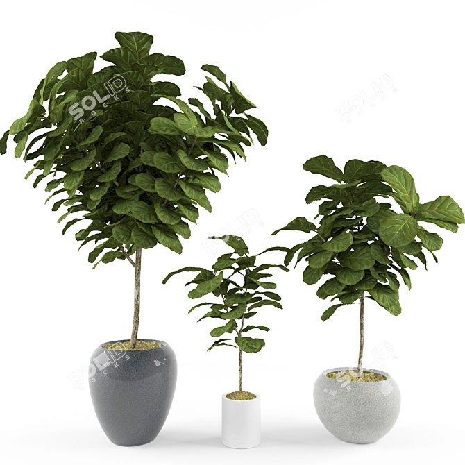 Ficus Lyrata: Stunning 3 Sezi 3D model image 1