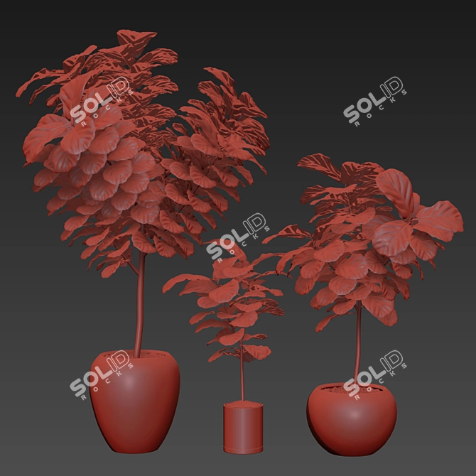 Ficus Lyrata: Stunning 3 Sezi 3D model image 2