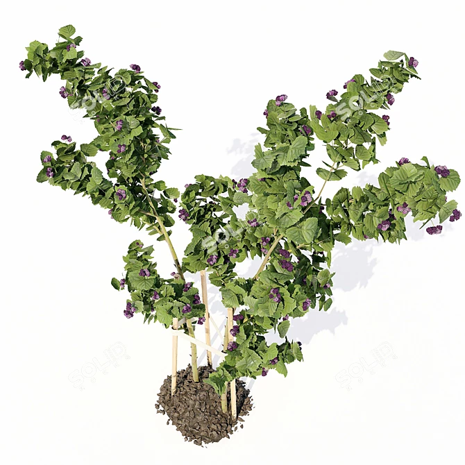 Bountiful Backyard Blackberry Bush 3D model image 3