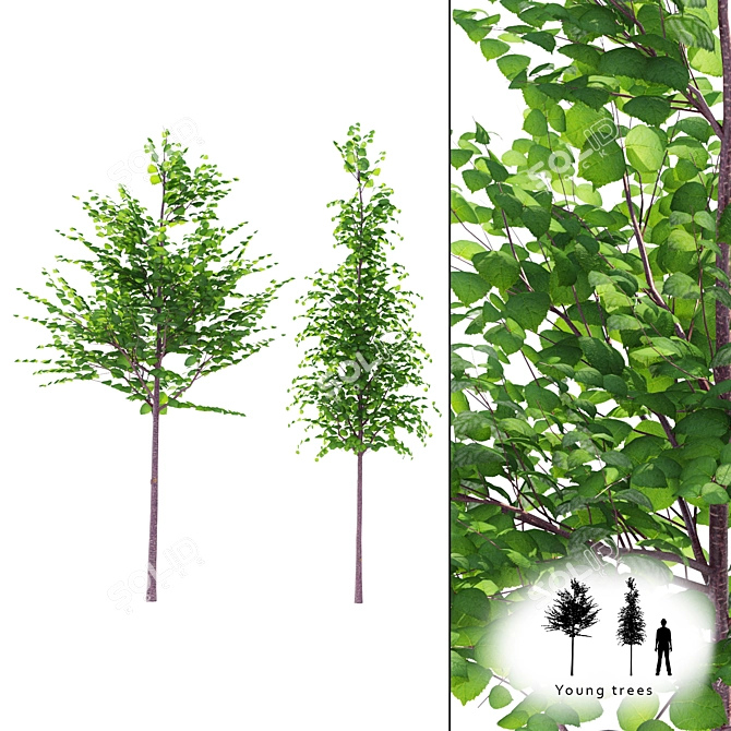 Fresh & Green Young Trees 3D model image 1