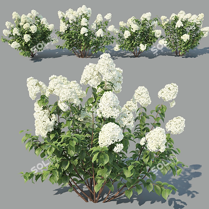 Versatile Hydrangea Paniculata: 4 Variations 3D model image 1