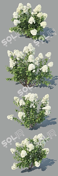 Versatile Hydrangea Paniculata: 4 Variations 3D model image 2