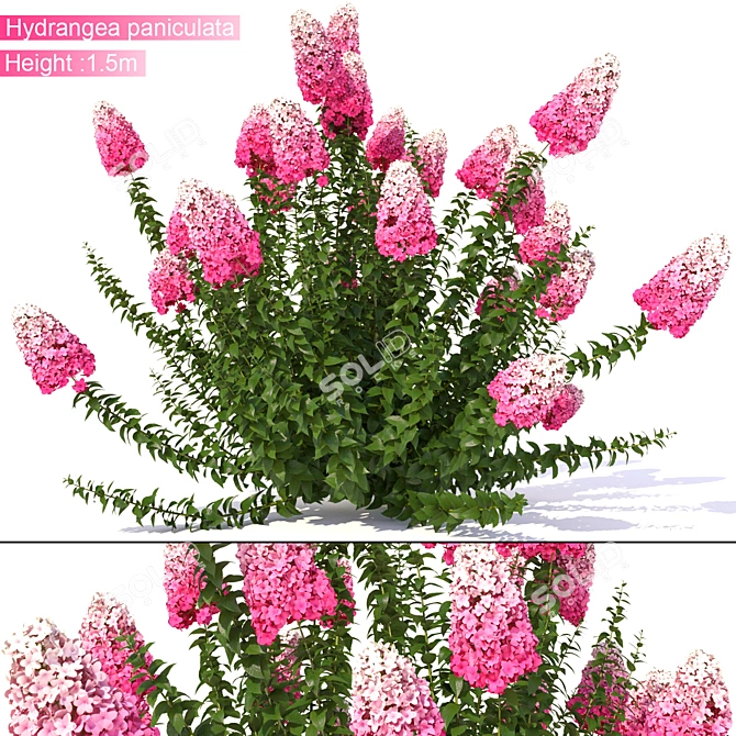 3Dmax 21014: Hydrangea Paniculata 3D model image 1