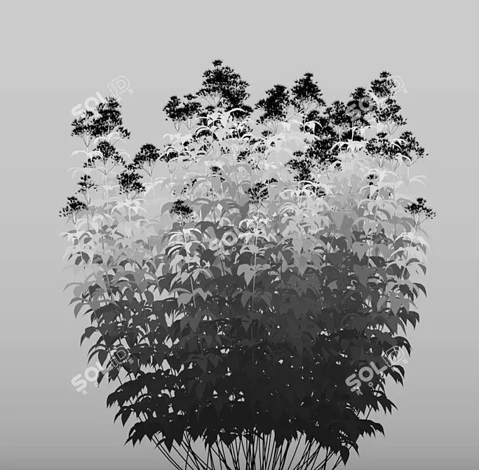 Eupatorium Purpureum: Vibrant Scatter Foliage 3D model image 3