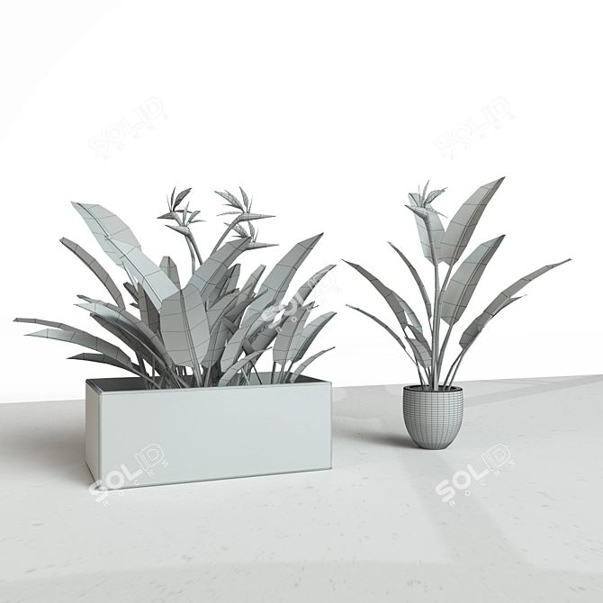 Crane Flower: Elegant Evergreen Perennial 3D model image 2