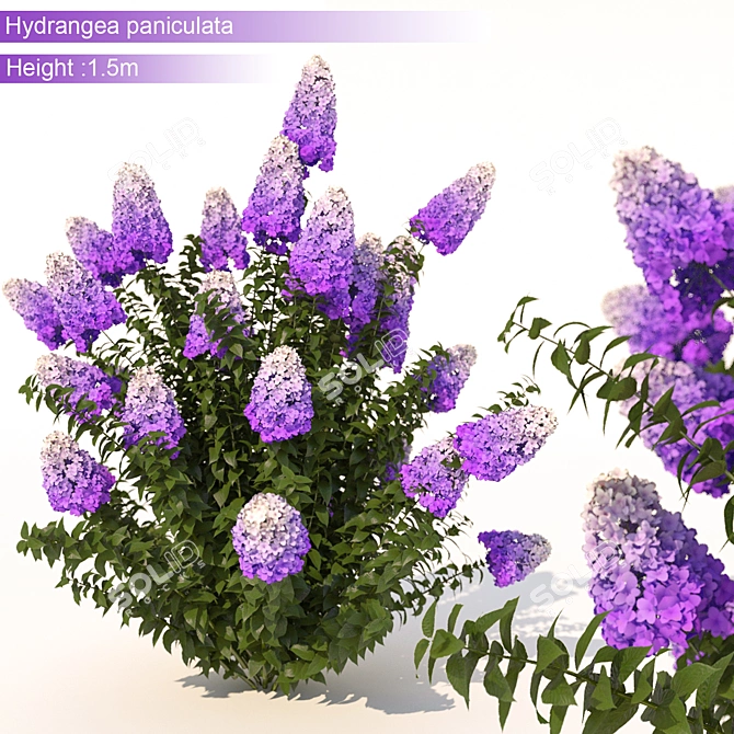 3Dmax Hydrangea: Realistic 1.5m Height 3D model image 1