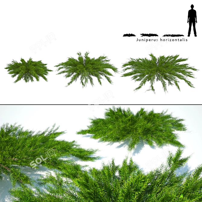 Juniper Horizontal Collection 3D model image 1