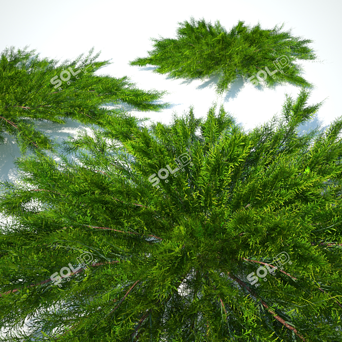 Juniper Horizontal Collection 3D model image 3