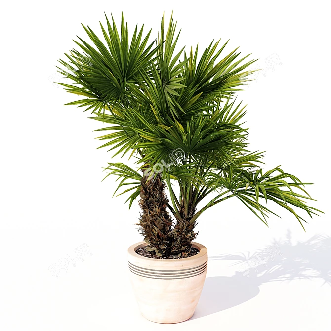 Exquisite Hainan Palm Tree 3D model image 1