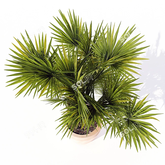 Exquisite Hainan Palm Tree 3D model image 3