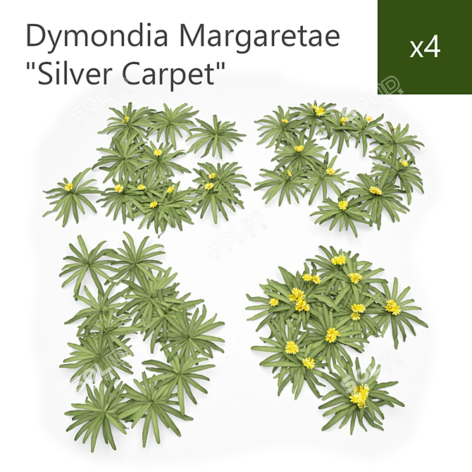 Silver Leaf Groundcover 3D model image 1