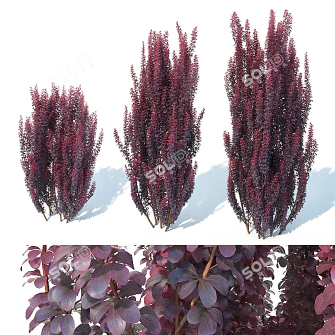 Elegant Berberis Pillar Shrub 3D model image 1