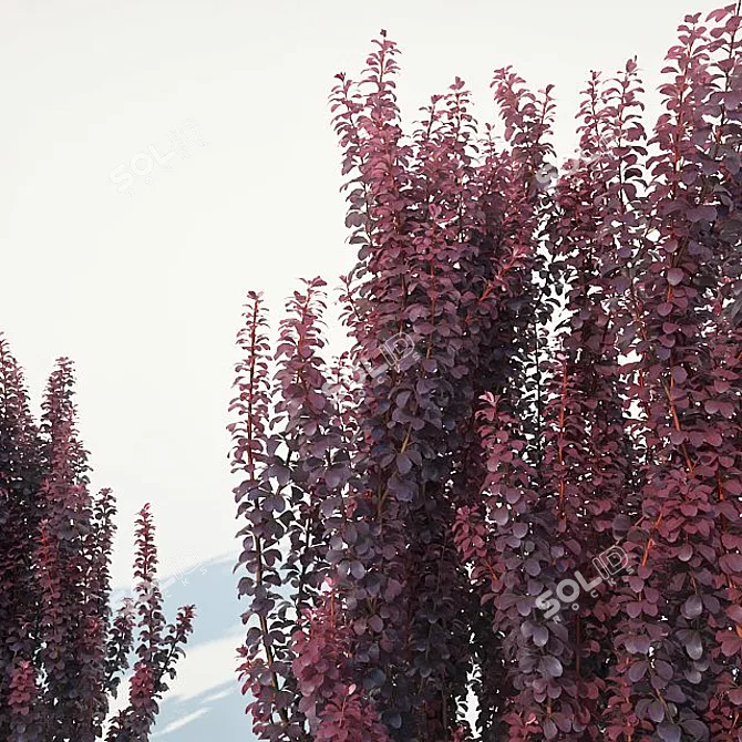 Elegant Berberis Pillar Shrub 3D model image 2