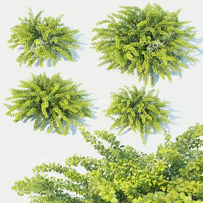 Berberis Thunbergii Green Carpet: Versatile & Pristine Ground Cover 3D model image 1