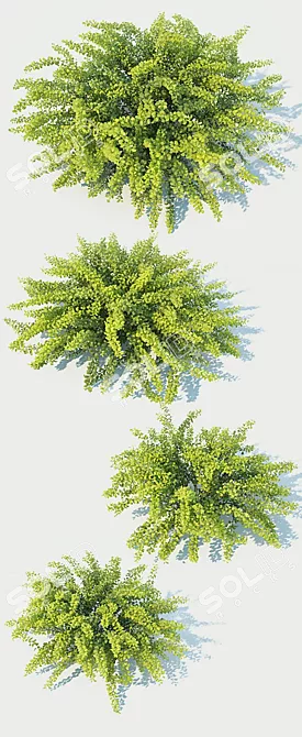 Berberis Thunbergii Green Carpet: Versatile & Pristine Ground Cover 3D model image 2