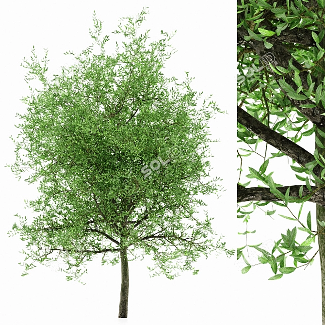 Vray-Ready Plant Models Collection 3D model image 1