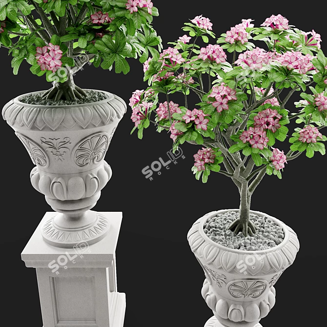 Adenium Desert Rose - Classic Elegance 3D model image 1