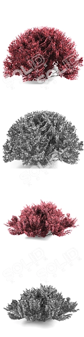 Compact Barberry Thunberg Bush | Atropurpurea Nana 3D model image 2