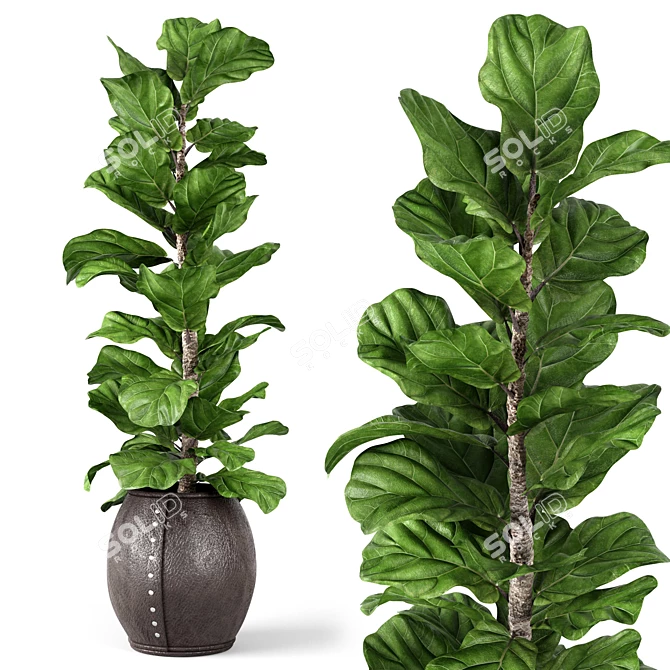 Lush Ficus Lyrata - Natural Greenery for Your Space 3D model image 1