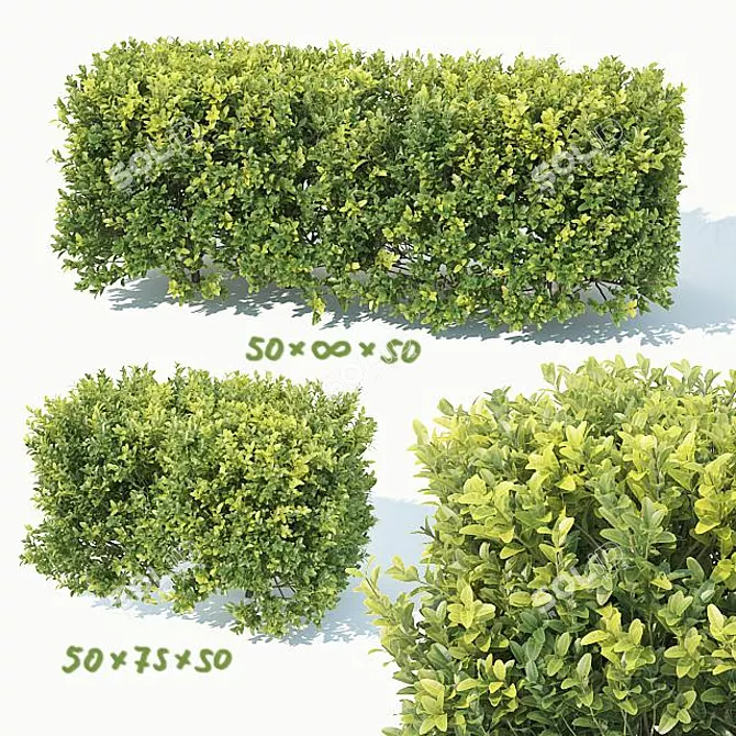 Seamless Buxus Hedge - 50cm Height 3D model image 1