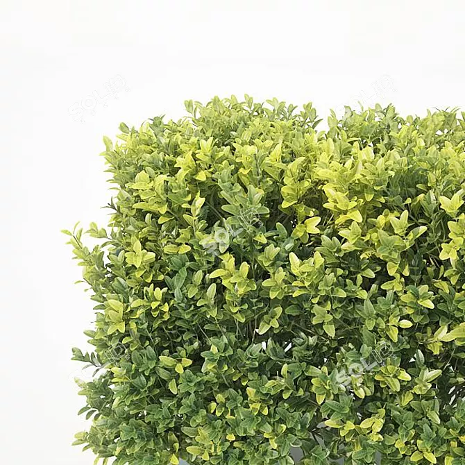 Versatile Buxus Sempervirens Cubes 3D model image 3