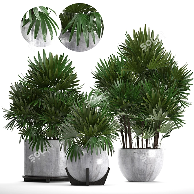 Exquisite Collection: Rhapis excelsa Palms 3D model image 1