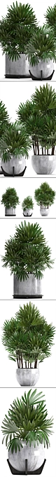 Exquisite Collection: Rhapis excelsa Palms 3D model image 2