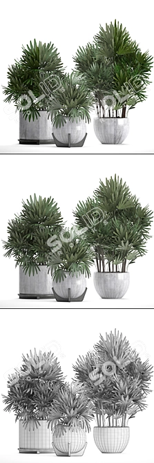 Exquisite Collection: Rhapis excelsa Palms 3D model image 3