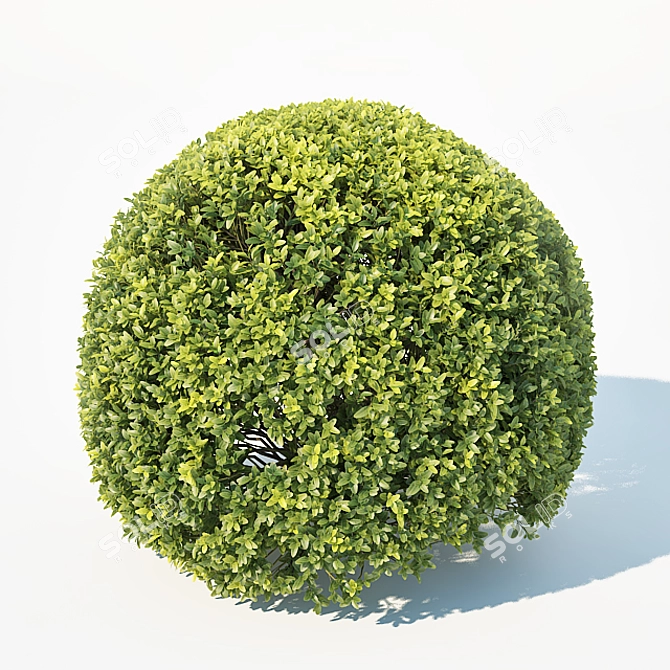 Title: Sculpted Buxus Sempervirens Sphere 3D model image 2