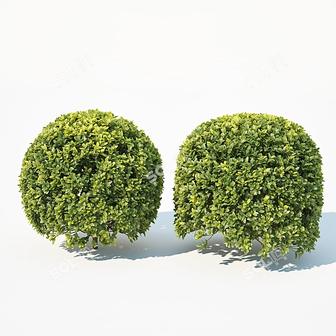 Title: Sculpted Buxus Sempervirens Sphere 3D model image 3