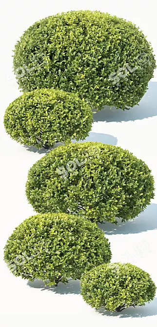 Deluxe Buxus Sempervirens #10: Beautifully Crafted Oval Plant 3D model image 2