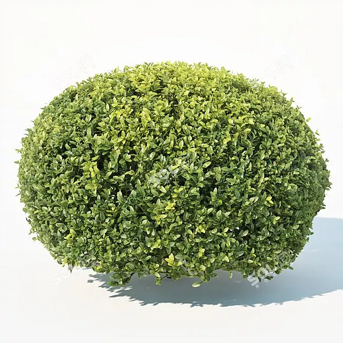 Deluxe Buxus Sempervirens #10: Beautifully Crafted Oval Plant 3D model image 3