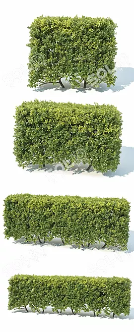 Versatile Modular Hedge - Buxus Sempervirens 3D model image 2