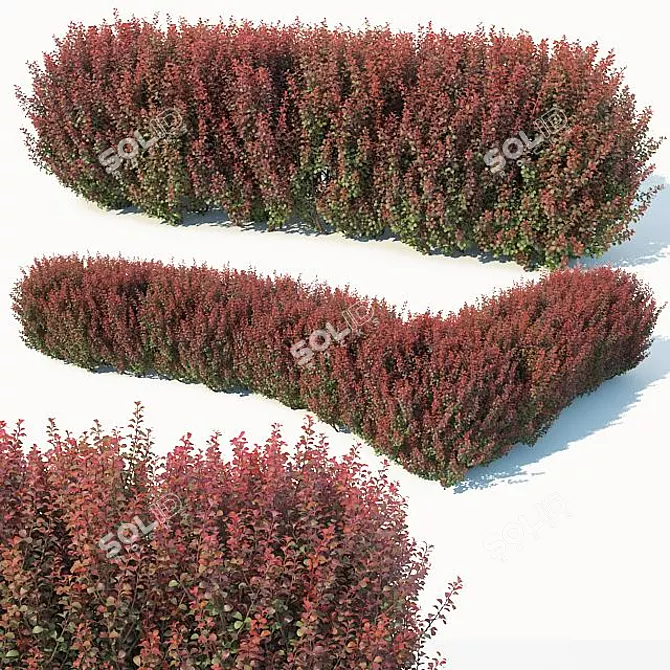 Compact Customizable Berberis Hedge 3D model image 1