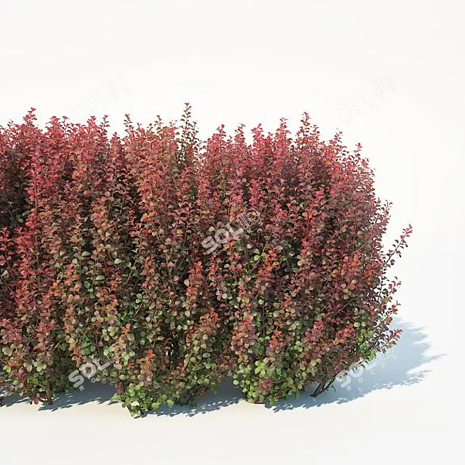 Compact Customizable Berberis Hedge 3D model image 3