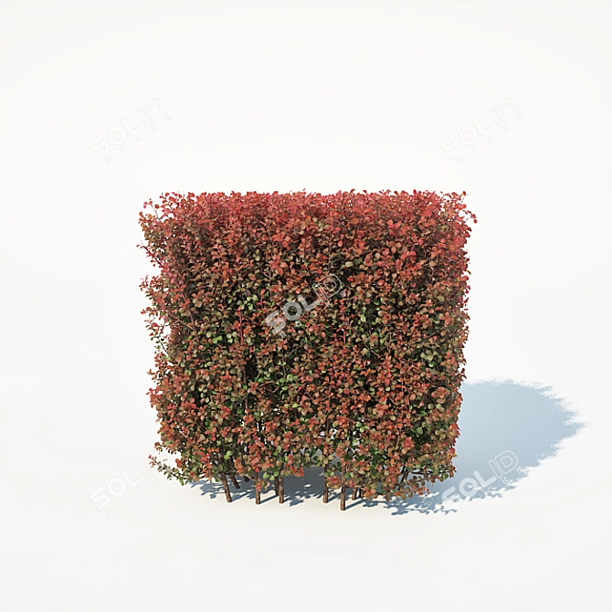 Customizable Berberis Thunbergii Hedge 3D model image 3