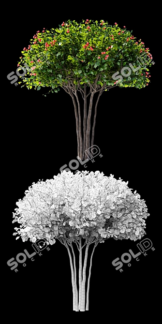 Hawthorn Plow | Crataegus Persimilis 3D model image 2