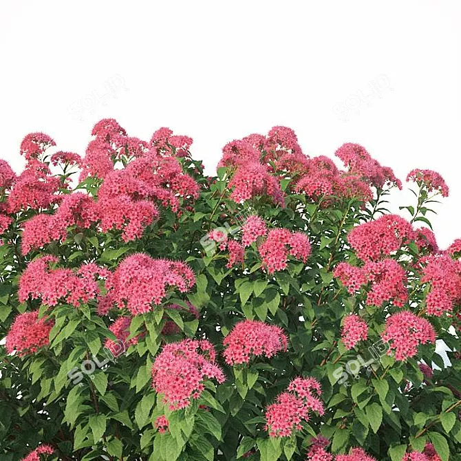 Versatile Spirea: 3 Sizes 3D model image 2