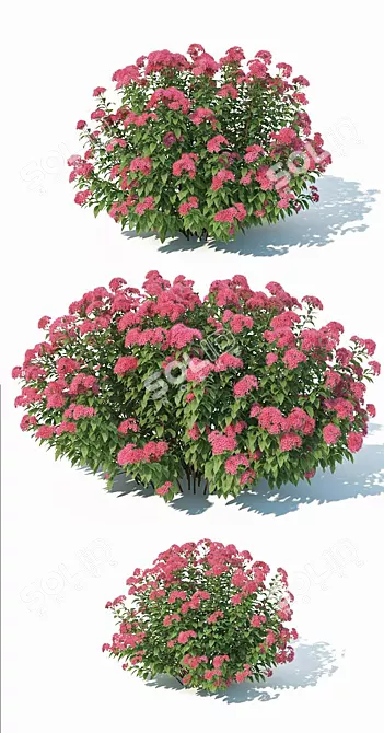 Versatile Spirea: 3 Sizes 3D model image 3