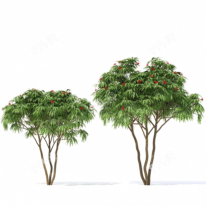 Jatropha Multifida Plant: Complete Production Solution 3D model image 2