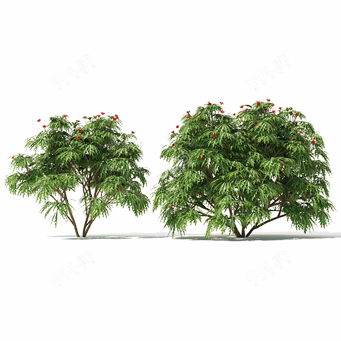 Jatropha Multifida Plant: Complete Production Solution 3D model image 3