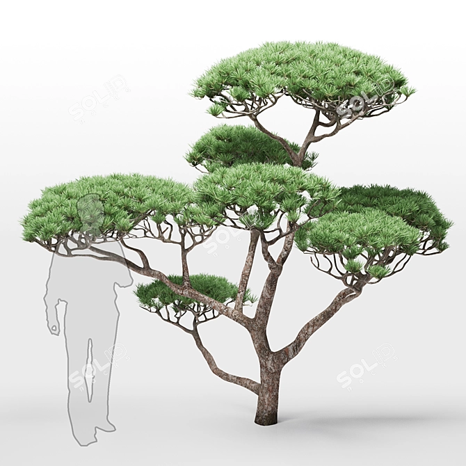 Mountain Pine Decorative 3D model image 1