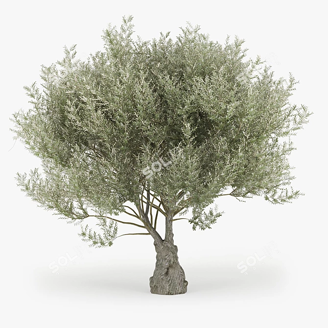 Olea Europaea 3D Model Bundle 3D model image 1