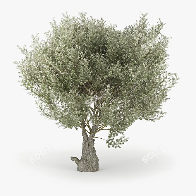 Olea Europaea 3D Model Bundle 3D model image 2