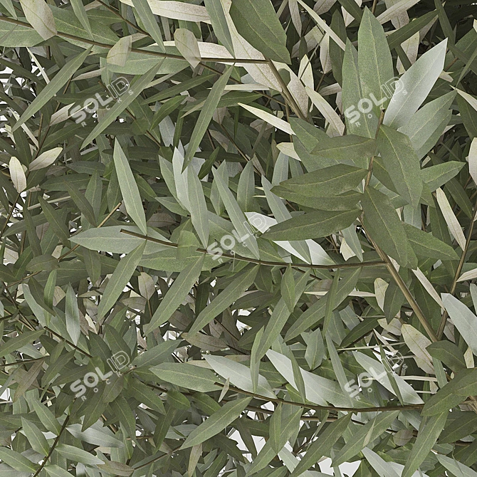 Olea Europaea 3D Model Bundle 3D model image 3